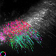 The orientation of actin filaments (color-coded) is overlaid on an image of fluorescence intensity. (Credit: Shalin Mehta and Tomomi Tani)